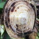 Symptoms of Panama disease.